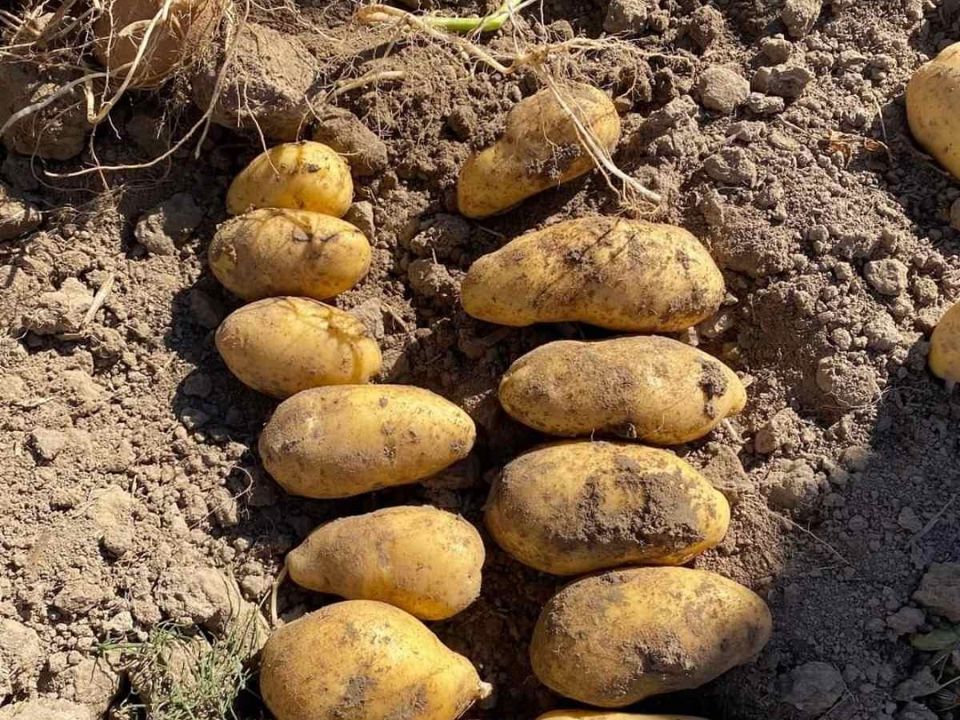 Раномі 2