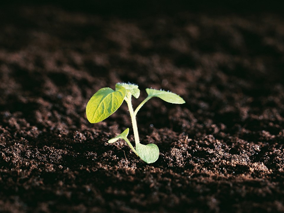 Potato seedling sprouting close